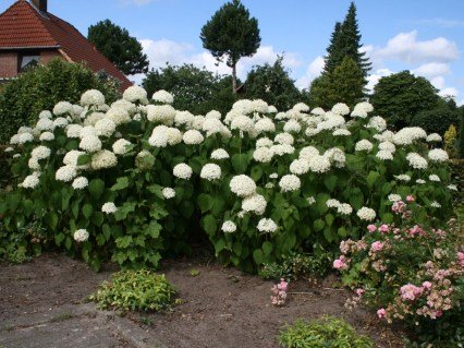 Hydrangea-arborescens-Strong-Annabelle-02