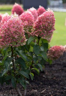 Hydrangea-paniculata-LIVING-01