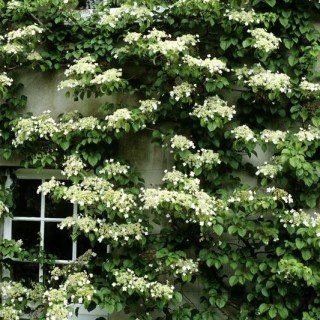 Гортензія черешкова (плетиста) Петіоларис (Hydrangea anomala Petiolaris)