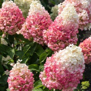 Hydrangea_pinky_promise-01