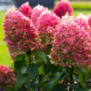 Гортензія волотиста Пінкі проміс (Pinky Promise) 