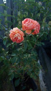 Троянда англійська Пет Остін (Pat Austin) [контейнер 2л.]