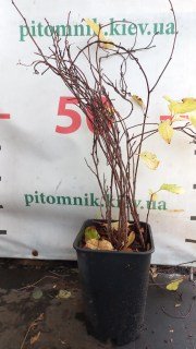 IMG-00fdd31ab2731b17ba0fb0515d0a6605-V