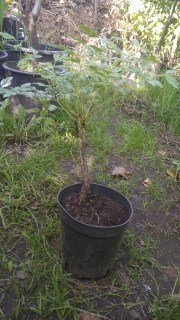 IMG-03d7adbc9d6c57df8dcb13d6fa50ad41-V13