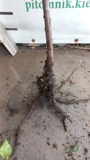 IMG-041fec31de7e3eb97ba95df7e5959c4c-V