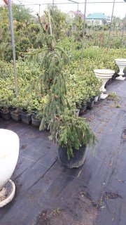 IMG-04ed81524bd0cfcbf1fcdf39de2c7764-V