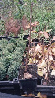 Реальне фото саджанців бузку Красуня, контейнер 0,5л