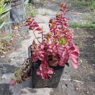 Очіток (седум) хибний Пурпуртеппіч (Sedum spurium Purpurteppich)