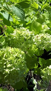 Гортензія волотиста Грандіфлора (Grandiflora) [2-річна в контейнері]