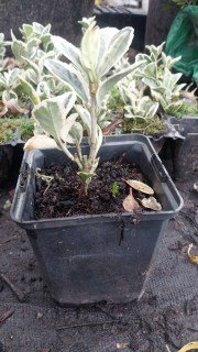 Реальні фото Альбомаргінатус у контейнері 0,5л