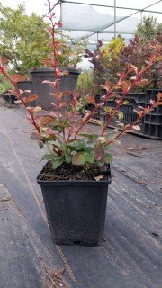 Барбарис Тунберга Арлекин (Harlequin) • саженцы в Украине