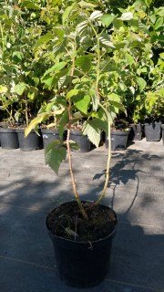 IMG-0d8016edd8418263b2d06d000bf42c76-V11