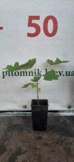 IMG-0ed8fef47614c64d4e310fd31f249a7b-V