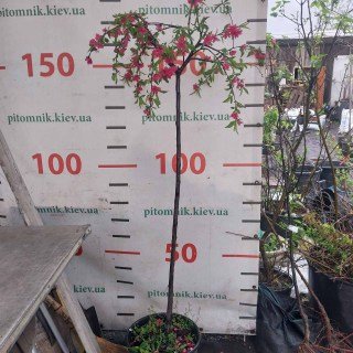 IMG-0f57e79072d94435d62378c83b139c64-V