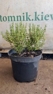 Реальне фото саджанця чебреця в контейнері 1.5л.