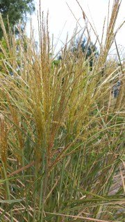 IMG-11e77386237ef26fee1570b7b99d8af9-V