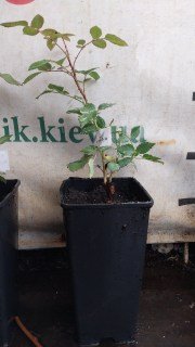 Реальне фото саджанця троянди в контейнері 2л, 30см