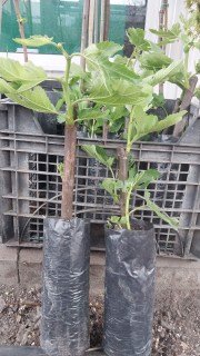 Реальні фото саджанець в упаковці, 3х-річка