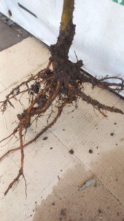 IMG-12687ab4424ab4acef198a7d4cb16862-V