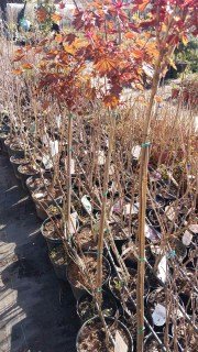 Реальні фото саджанців Клен Кримсон Сентрі