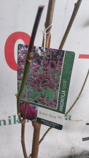 IMG-144318c14a79c23dcbe5a6d80b76ad6f-V