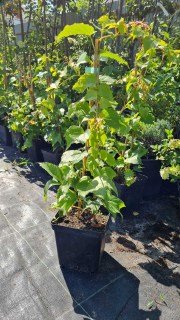 IMG-15062e115df87212592adf669a2901c9-V