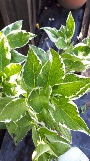 IMG-163849f61bd934e23a1eb7950065da06-V