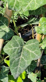 IMG-1765f67cc0a4fc51981bba74fdf02da9-V94