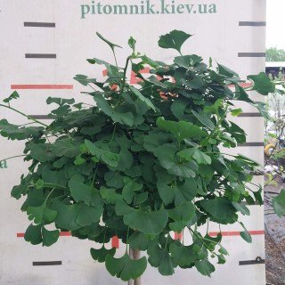 IMG-19eb0f6918e48431cad640703da1c525-V