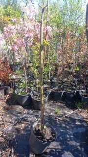 Саджанець інжиру в контейнері 5л, 70см.