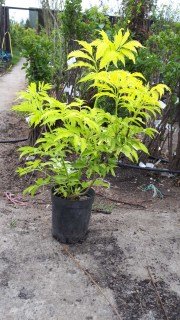 IMG-1c22ff13d6264cc795afb25f5ed16c35-V84