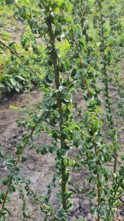 IMG-1d68e324ea67632655300e5e301382c5-V