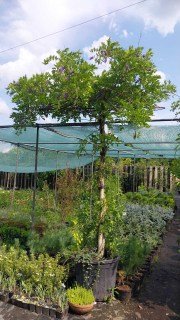 IMG-1dfce223fe72e7afc0f58c6fe39ade4f-V