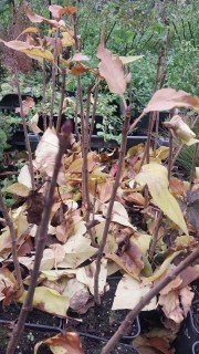 Реальне фото саджанців бузку Карамель, контейнер 0,5л