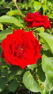 Троянда мініатюрна Каріна