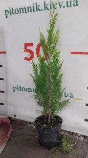 IMG-20af0be43b47616d4e04ebec0ac5a611-V