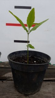 IMG-21a99929b35d76b35e0146ffe281eb43-V