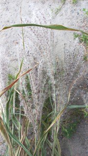 Реальне фото саджанця Сільберфедер з відкритим корінням