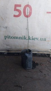 Фото саджанця Софори 40-50см, контейнер