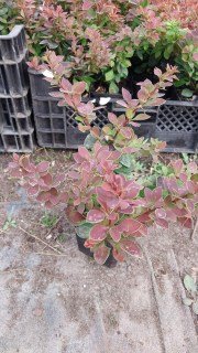 IMG-23d8ceb9e925953a4691810e3eb0a791-V