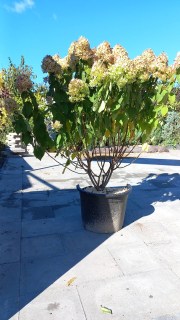 IMG-23efbb2c17bd0d2fc8f22958a080bd30-V21