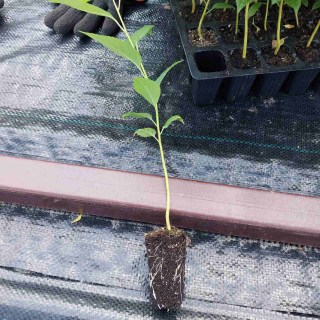 Підщепа ВСЛ-2 (для вишні та черешні, напівкарликовий тип росту)