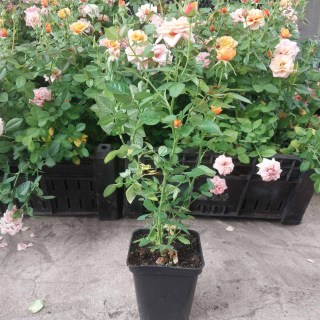 Реальні фото наших саджанців Бебі Маскарад