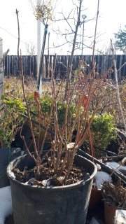 Реальне фото гелезії 50-60см