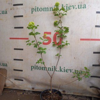 Реальні фото саджанців Бульдонеж, 3 роки, контейнер