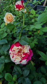 IMG-269834c11bbd2491305c9c64d8cfa453-V