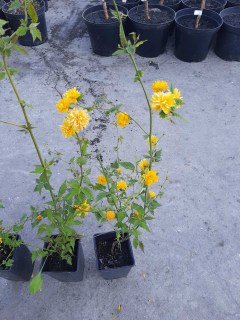 Керия японская махровая