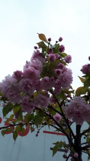 IMG-2b3ee49d429867efa1e98cba8b42b97b-V