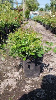 IMG-2ca522ebe9c858860e24db68a0b47c12-V