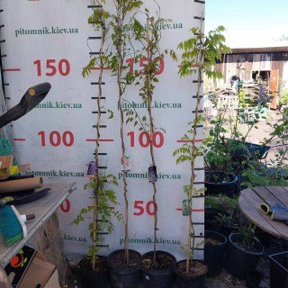 IMG-2d9bcc9229142793e700c662aa50df20-V29